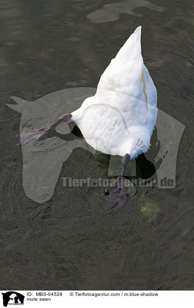 Hckerschwan / mute swan / MBS-04528