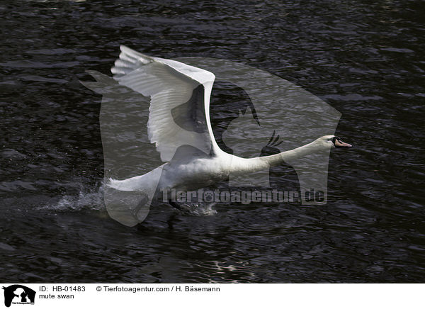 Hckerschwan / mute swan / HB-01483