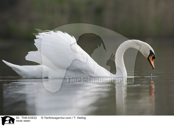 mute swan / THA-03832