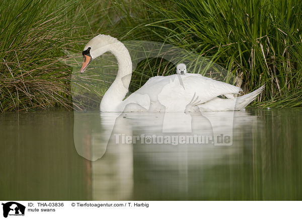 mute swans / THA-03836