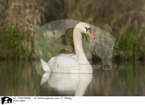 mute swan / THA-03850