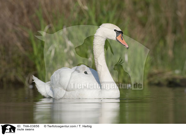 Hckerschwne / mute swans / THA-03856