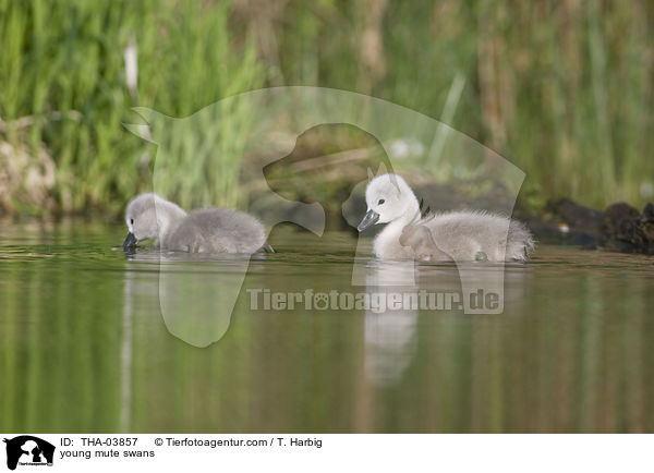 junge Hckerschwne / young mute swans / THA-03857