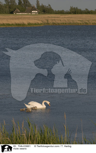 Hckerschwne / mute swans / THA-03861