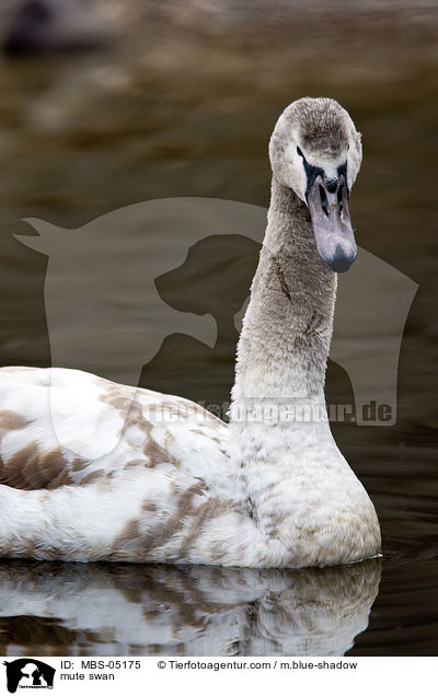 Hckerschwan / mute swan / MBS-05175