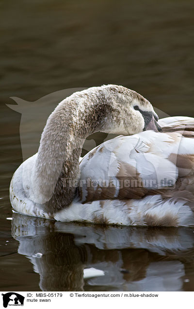 Hckerschwan / mute swan / MBS-05179