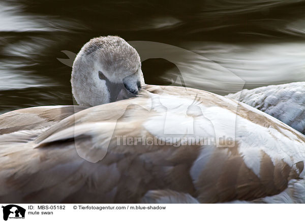 Hckerschwan / mute swan / MBS-05182