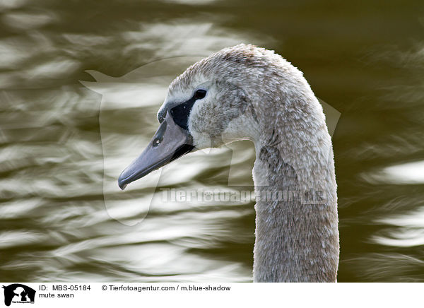 Hckerschwan / mute swan / MBS-05184