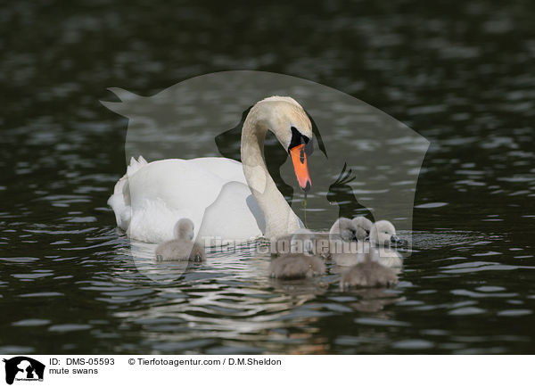 Hckerschwne / mute swans / DMS-05593
