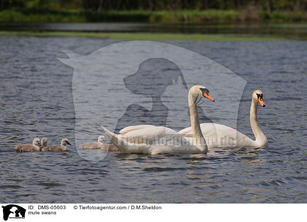 Hckerschwne / mute swans / DMS-05603