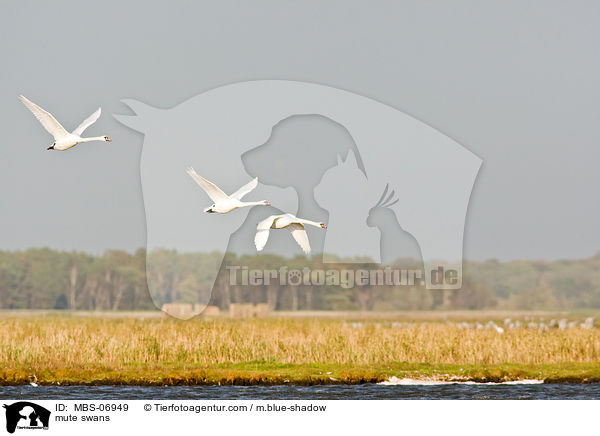 Hckerschwne / mute swans / MBS-06949