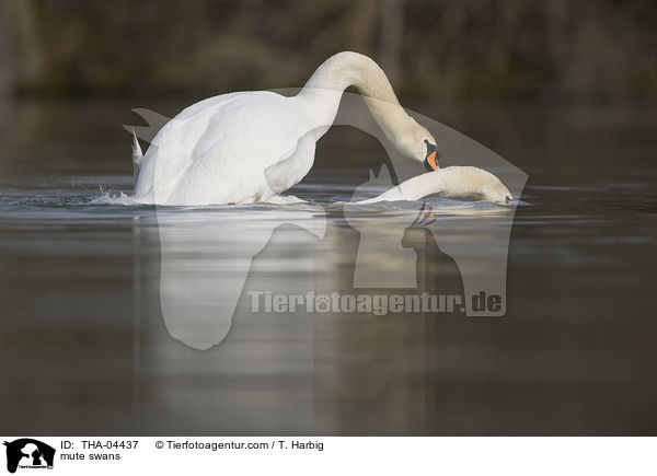 Hckerschwne / mute swans / THA-04437