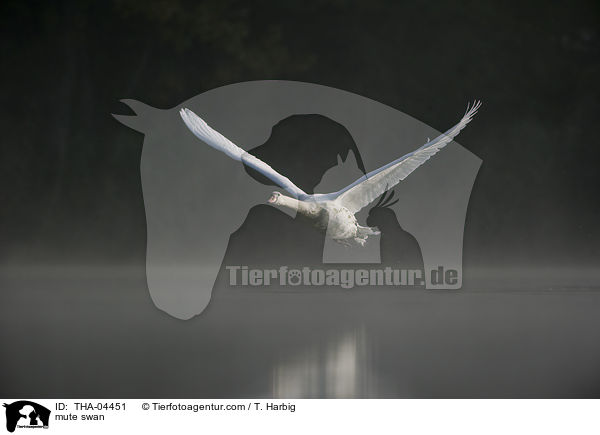 mute swan / THA-04451