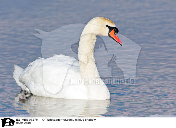 Hckerschwan / mute swan / MBS-07276