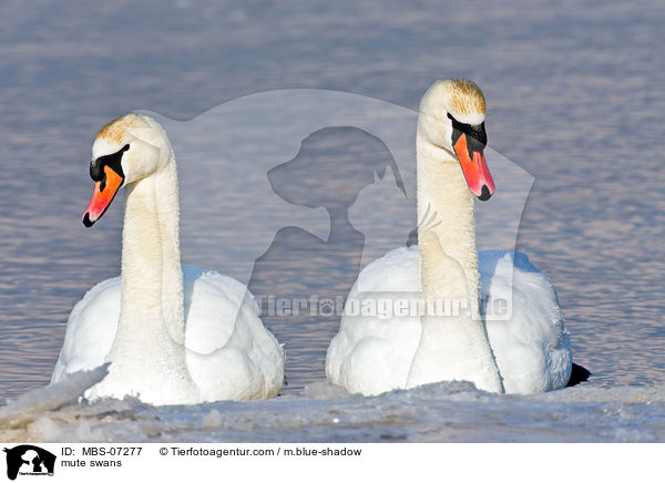 Hckerschwne / mute swans / MBS-07277