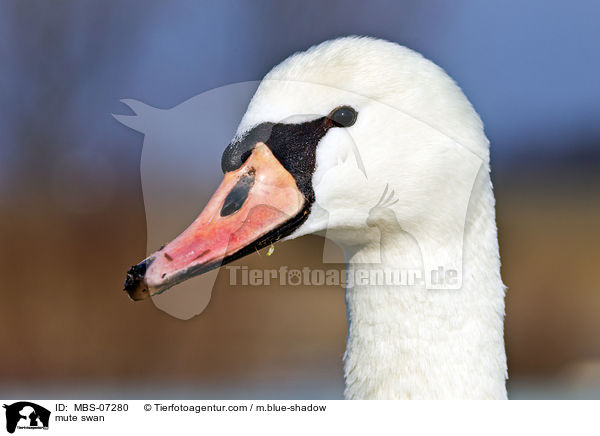 Hckerschwan / mute swan / MBS-07280