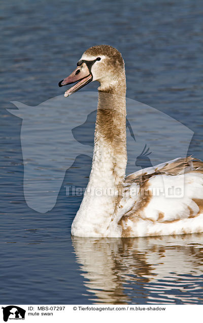 Hckerschwan / mute swan / MBS-07297