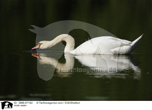 Hckerschwan / mute swan / DMS-07182