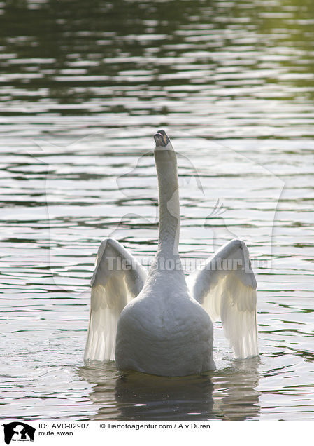 Hckerschwan / mute swan / AVD-02907