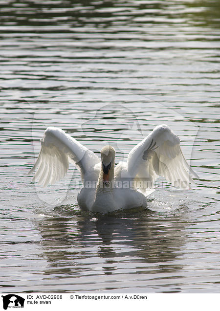 Hckerschwan / mute swan / AVD-02908