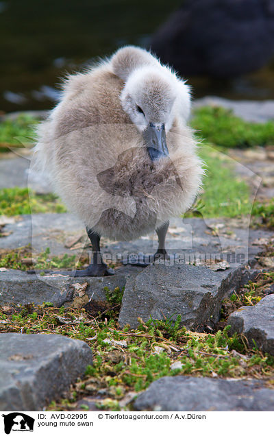 Hckerschwan Kken / young mute swan / AVD-02995