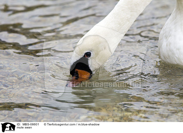 Hckerschwan / mute swan / MBS-08601