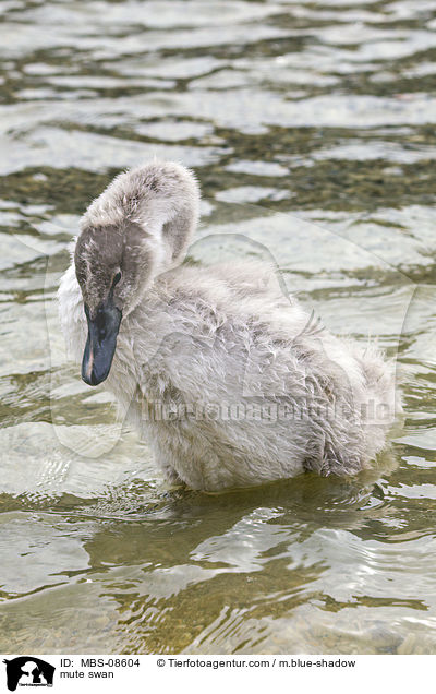 Hckerschwan / mute swan / MBS-08604