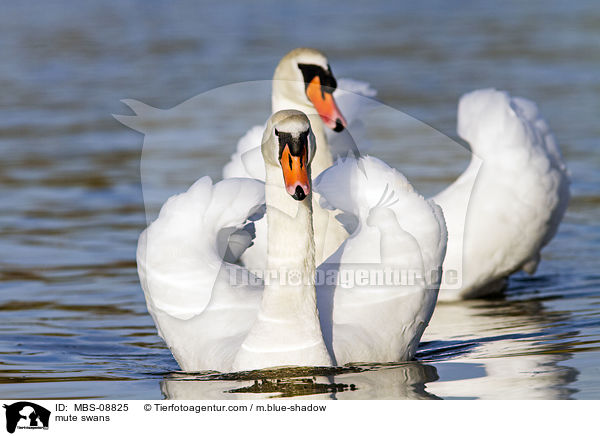 Hckerschwne / mute swans / MBS-08825