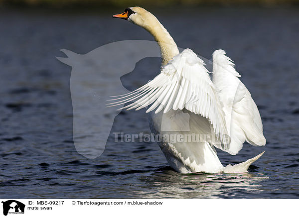 Hckerschwan / mute swan / MBS-09217