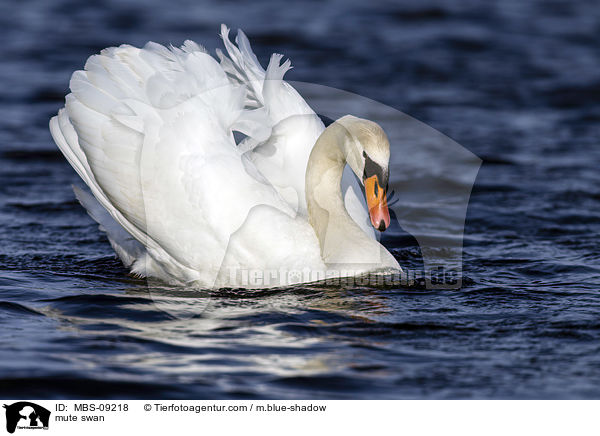 mute swan / MBS-09218