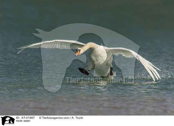 Hckerschwan / mute swan / AT-01967