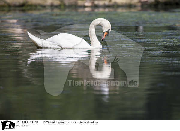 Hckerschwan / mute swan / MBS-12123