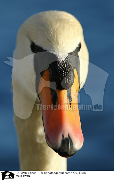 Hckerschwan / mute swan / AVD-04235