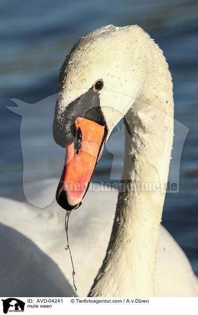 Hckerschwan / mute swan / AVD-04241