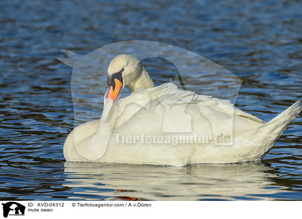 Hckerschwan / mute swan / AVD-04312