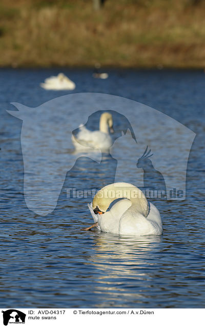 Hckerschwne / mute swans / AVD-04317