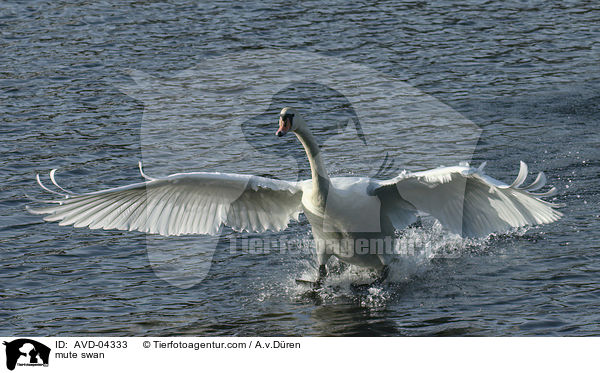 Hckerschwan / mute swan / AVD-04333