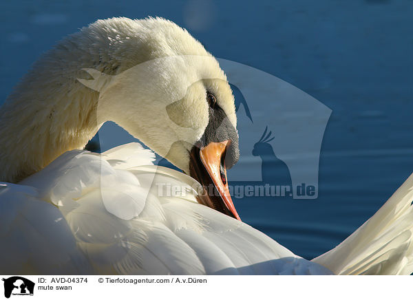 Hckerschwan / mute swan / AVD-04374