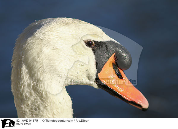 Hckerschwan / mute swan / AVD-04375