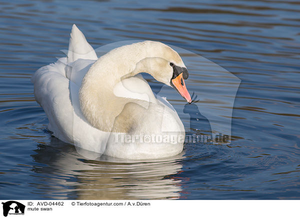 mute swan / AVD-04462