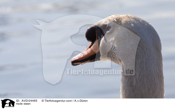 Hckerschwan / mute swan / AVD-04465