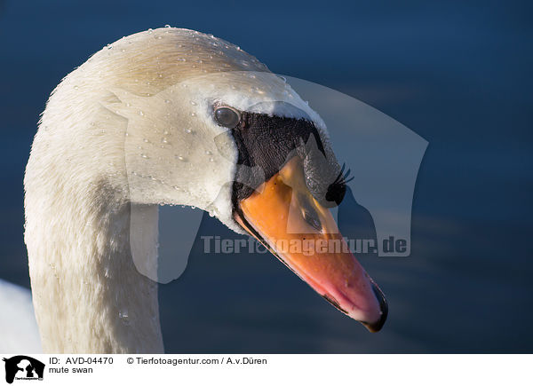 mute swan / AVD-04470