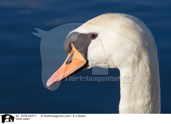 mute swan / AVD-04471