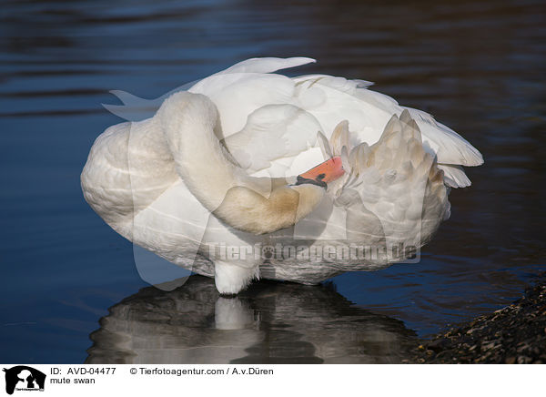 mute swan / AVD-04477