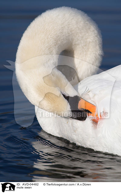 Hckerschwan / mute swan / AVD-04482