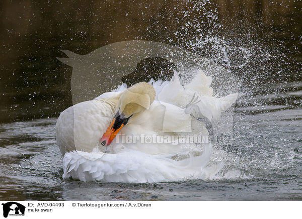 mute swan / AVD-04493