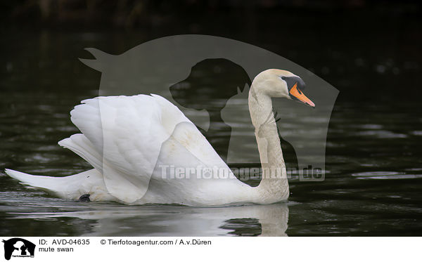 mute swan / AVD-04635