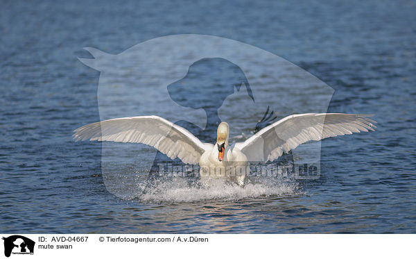 mute swan / AVD-04667