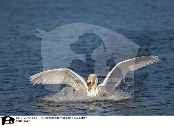 Hckerschwan / mute swan / AVD-04668