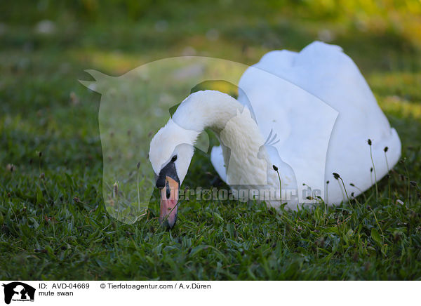 mute swan / AVD-04669